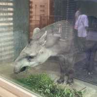 【親子景點】京都市動物園