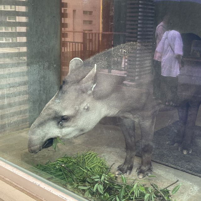 【親子景點】京都市動物園