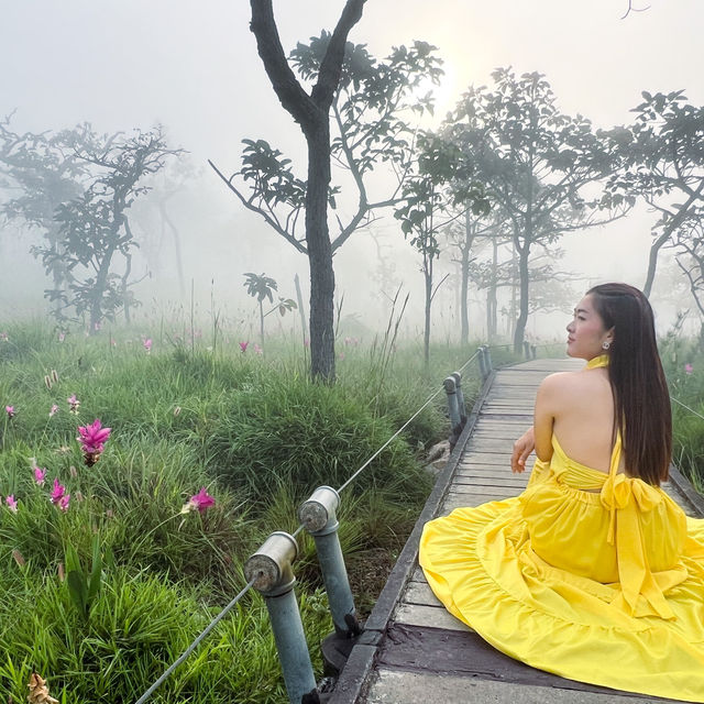 ไปดูดอกกระเจียว เที่ยวหน้าฝนกัน 🌷
