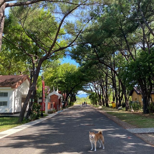 ✨八塊厝民俗藝術村✨
