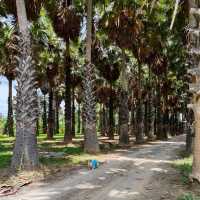 ที่เที่ยวแหล่งเรียนรู้ตาลโตนด  ต้นไม้ประจำเพชรบุรี