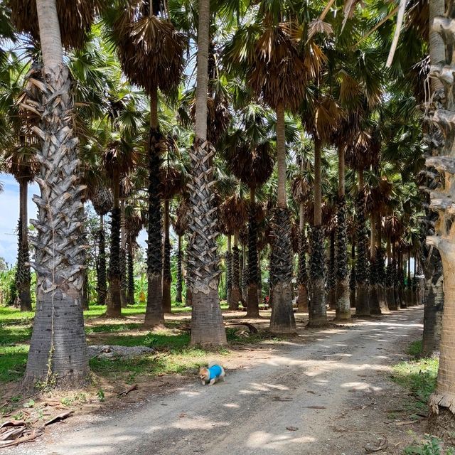 ที่เที่ยวแหล่งเรียนรู้ตาลโตนด  ต้นไม้ประจำเพชรบุรี