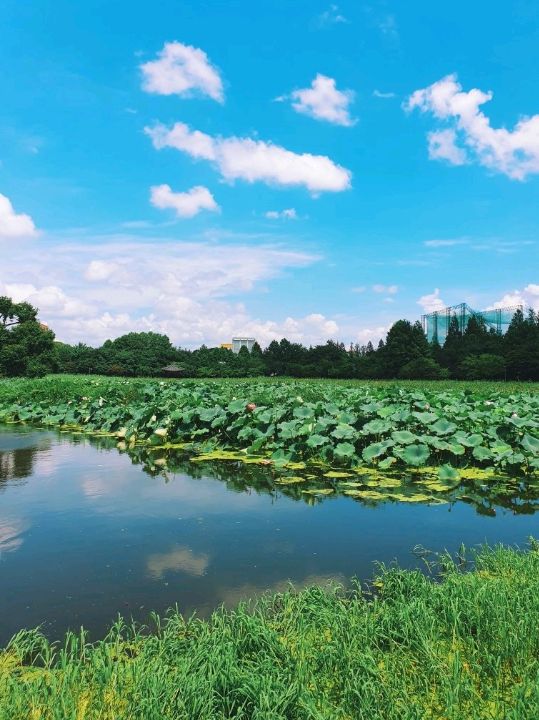 🌿전주 덕진공원에서 연꽃보기