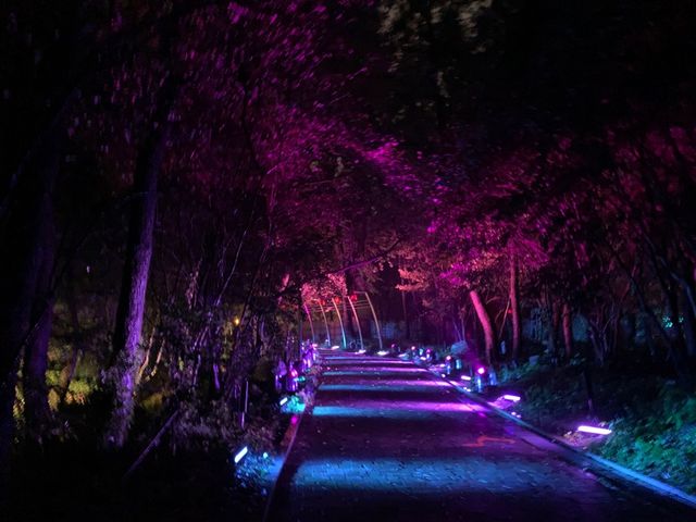 더운 여름밤을 아름답게 빛으로 수 놓은, 디피랑