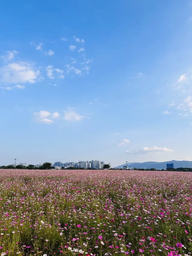 대구에서 코스모스밭을 보고 싶다면?🌸