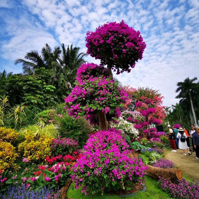 簕杜鵑盛放的蓮花山公園 簕杜鵑盛放的蓮花山公園