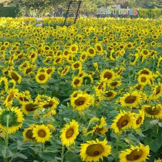 ดอกทานตะวันบานโครงการพระราชดำริ เขาชะงุ้ม ราชบุรี