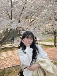 "올림픽 공원"에서 벚꽃 즐겨주기🌸