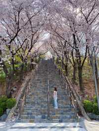 대구에서 제일 예뻤던 돌계단 🌸🪜 