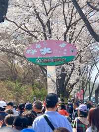 핑크물결 가득한 진달래꽃동산🌸💞