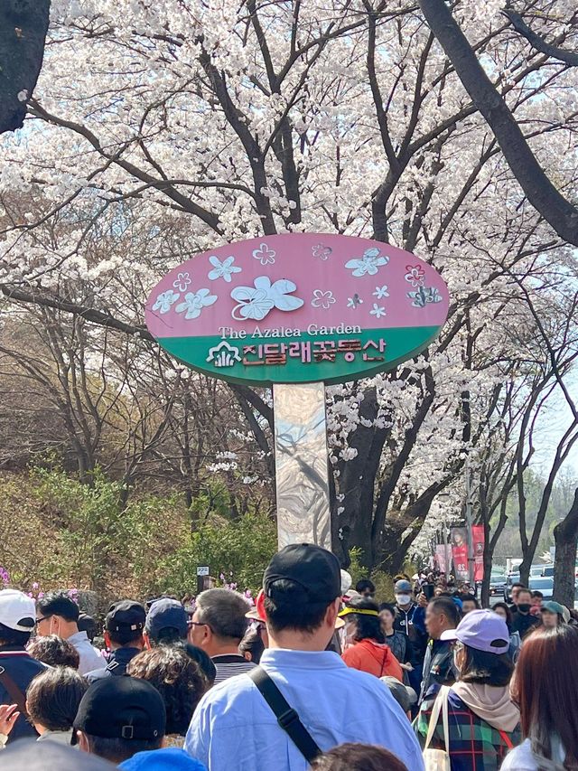 핑크물결 가득한 진달래꽃동산🌸💞