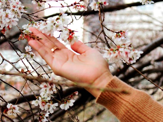 Cherry blossom at nara bridge,Nagoya