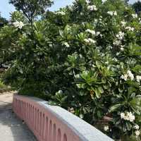 สวนจตุจักร 🌳”🚶🏻‍♀️..🚶🏻— เที่ยววันหยุด!!!!
