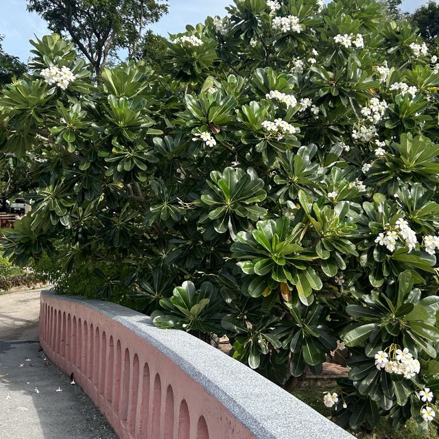 สวนจตุจักร 🌳”🚶🏻‍♀️..🚶🏻— เที่ยววันหยุด!!!!