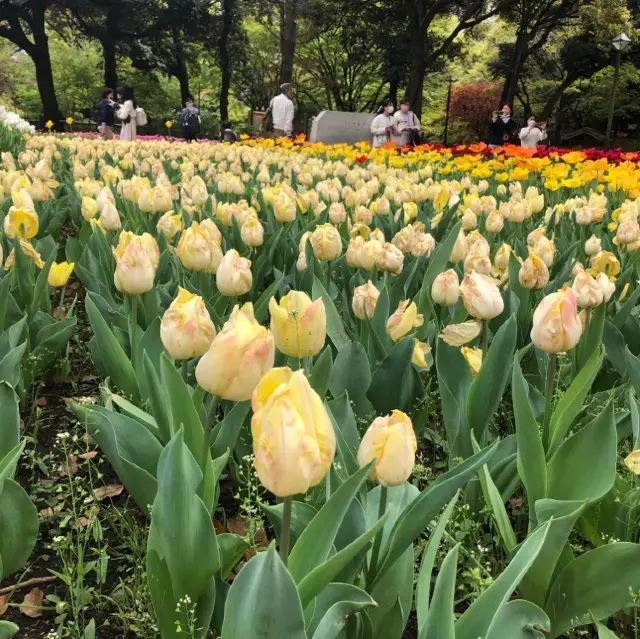 横浜公園のチューリップ祭り