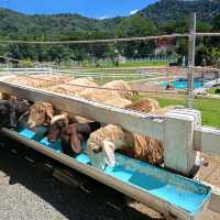 LANSAKA SHEEP FARM 