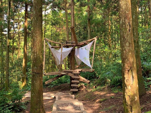 桃園東眼山國家森林公園｜美到極點的自導式步道🌳