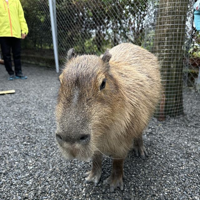 🤩張美阿嬤農場👍小可愛互動樂園🐷🦌🦘 