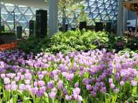 Miracle of Natural สวนดอกไม้เมืองหนาว 🌸🌹🌻💐