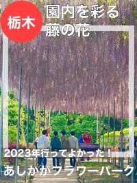 【栃木県/あしかがフラワーパーク】2023年行ってよかった！園内を彩る藤の花