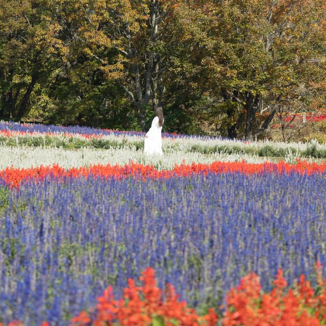 【大分】九州でお花畑を満喫！くじゅう花公園