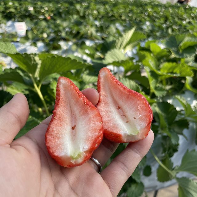 いちご狩り