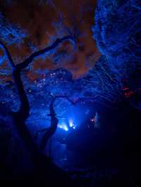 【無料で楽しめる！✨】八芳園のブルーライトアップがとても幻想的！😳✨
