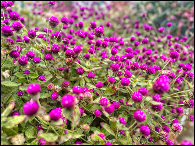 Flower spotting at Sirao Garden 🪴 