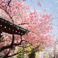 【東京】飛行機✈️×桜🌸を楽しめる「荏原神社」が見ごろになりました！