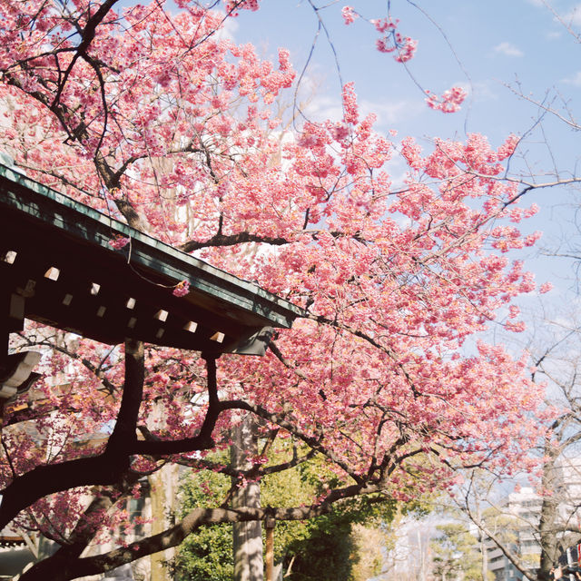 【東京】飛行機✈️×桜🌸を楽しめる「荏原神社」が見ごろになりました！
