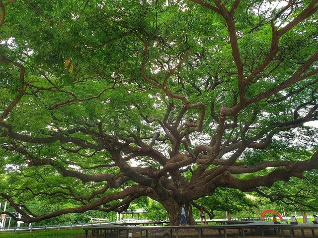 🍀ต้นจามจุรียักษ์🌳