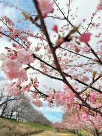 【埼玉】絶景!!桜トンネルをお散歩🤍今なら菜の花＆梅のトリプルお花見も🌸ヤギさんもいるよ🐐 