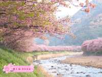 静岡河津町の河津桜