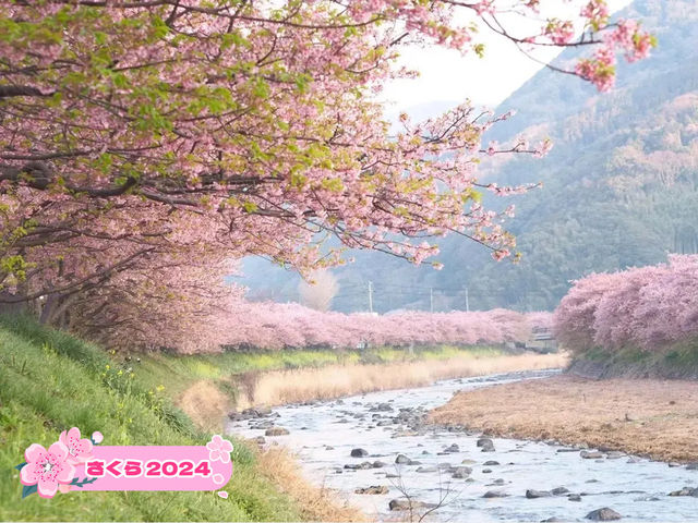静岡河津町の河津桜