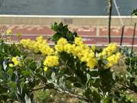 香港好去處 | 坐港鐵屯馬線去賞櫻(三) | 石門安景街公園