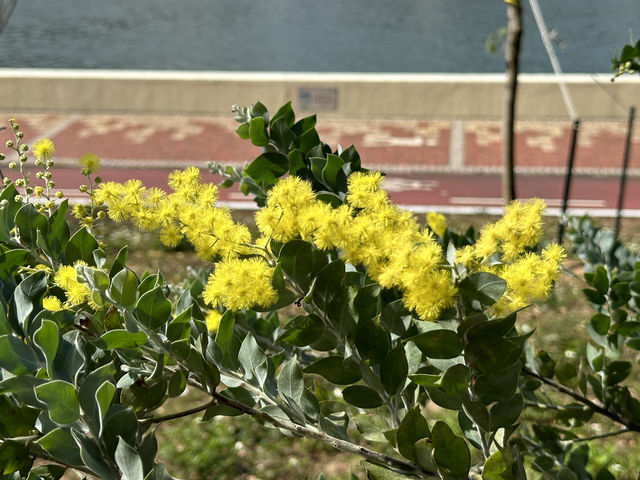 香港好去處 | 坐港鐵屯馬線去賞櫻(三) | 石門安景街公園