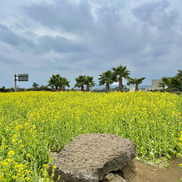 제주도 서귀포 산방산 유채꽃 🌼
