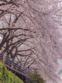 Gaegeum Cherry Blossom Rd. พิกัดชมพ็อตกตลับปูซาน