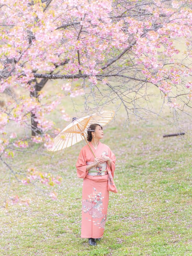 早咲きの桜と富士を望む『おおいゆめの里』🌸