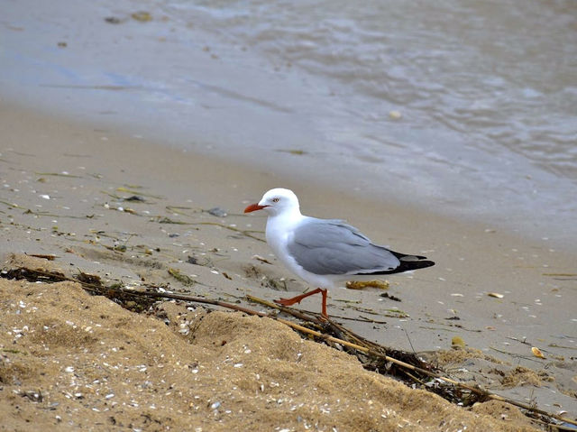 Bonbeach Beach