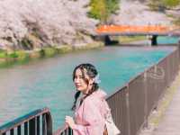 🌸 จุดชมซากุระ Keiryu Bridge หน้าศาลเจ้า Heian