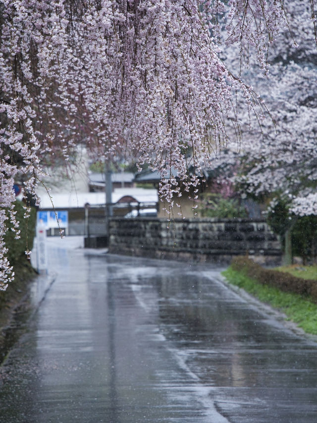 【奈良×桜】降り注ぐような樹齢300年しだれ桜が2本存在する穴場の桜スポット🌸