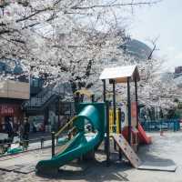 【2024櫻花】成田山公園：粉紅花海
