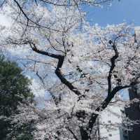 【2024櫻花】成田山公園：粉紅花海
