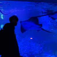【水族館と絶景が楽しめる★】八景島シーパラダイス