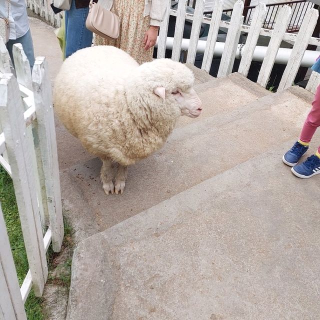 Fun at The Sheep Sancturay