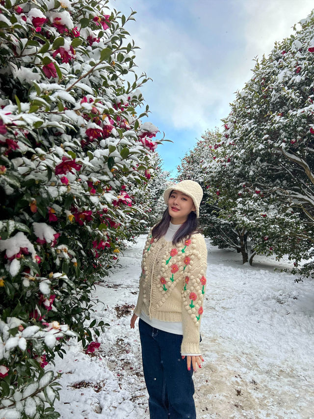 제주 동백꽃 명소!🌺