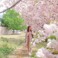 ชมซากุระและวิวสุดปังที่ Asahi Funakawa🌸