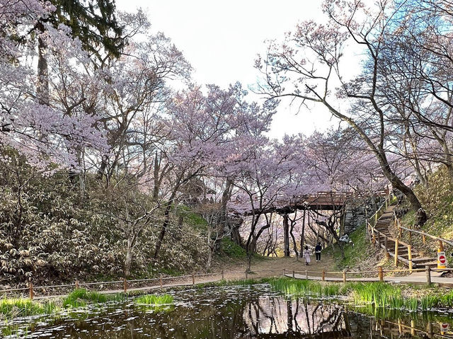 【長野】🌸高遠城址公園：春季櫻花盛開，絕美景緻不可錯過