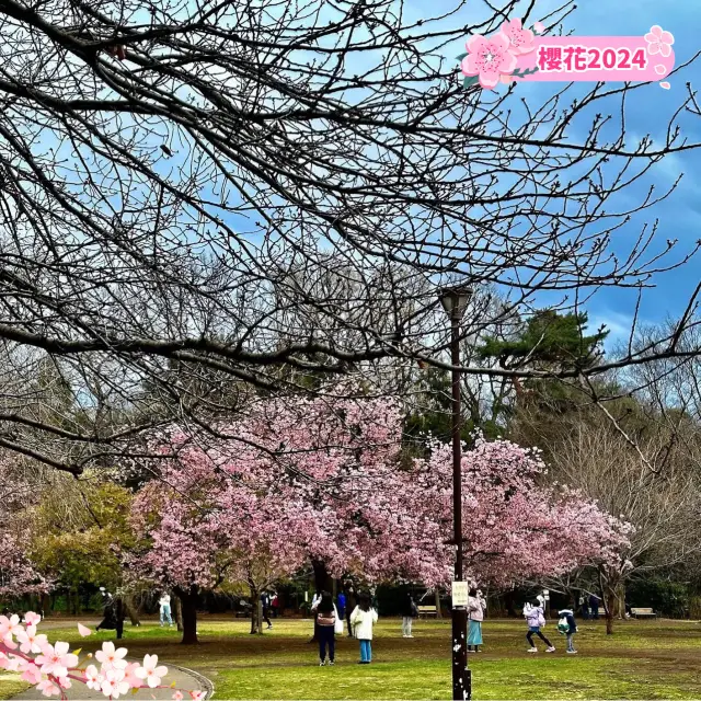 🌸【東京春天好去處】井之頭恩賜公園櫻花盛放，適合休閒放鬆